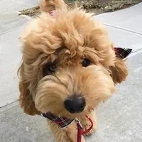 Dolce