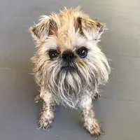 Itty Bitty the Griff