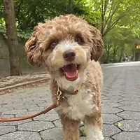 LANI
