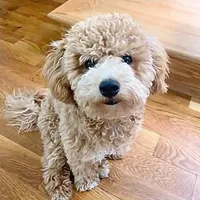 Louie Poochon