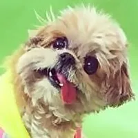Marnie The Dog