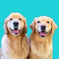Molson & Maple & Mater