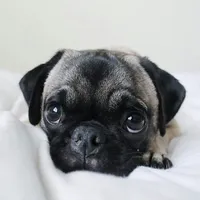 Pug Lovers Club