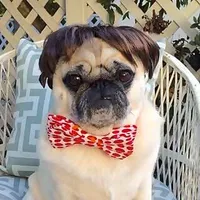 PugRidesShotgun