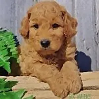 Samson