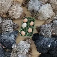 Poodle Gang