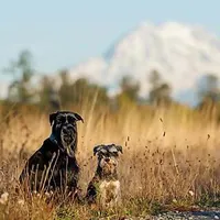 The Dog Dad
