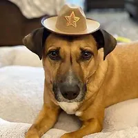Toaster the Dog