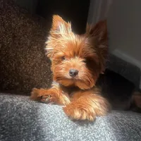 Benji